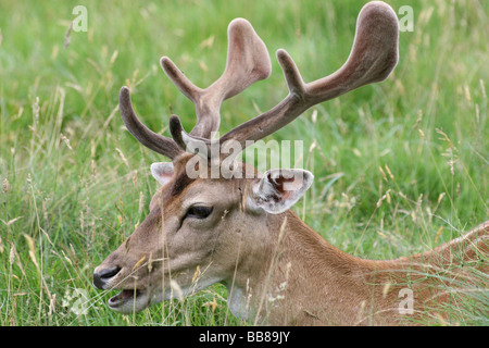 Close Up Of Head And Velvet Antlers Of Fallow Deer Buck Dama dama Taken At Dunham Massey National Trust Reserve, Cheshire, UK Stock Photo