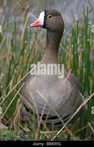 Portrait of Lesser White-fronted Goose Anser erythropus Standing In Reeds At Martin Mere WWT, Lancashire UK Stock Photo