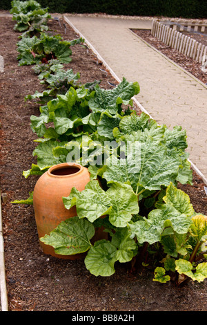 RHUBARB GROWING IN A VEGETABLE GARDEN NEXT TO A FORCING JAR. Stock Photo