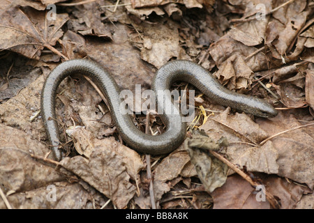 Male Slow-worm Anguis fragilis On Dried Leaves Taken in Cumbria, UK Stock Photo
