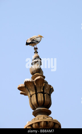 An Egyptian Vulture (Neophron percnopterus) perches on a spike on the roof of the sandstone  Jahangir Mahal (Palace) Orchha, Stock Photo