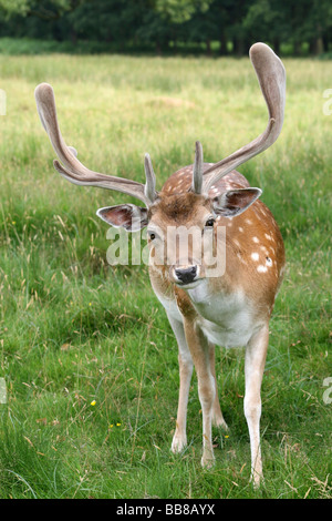 Portrait Of Curious Fallow Deer Buck Dama dama In Velvet Taken at Dunham Massey National Trust Reserve, Cheshire, UK Stock Photo