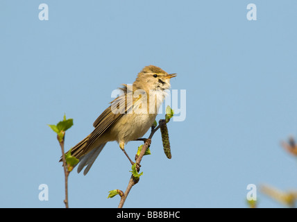 Willow Warbler (Phylloscopus trochilus) Stock Photo