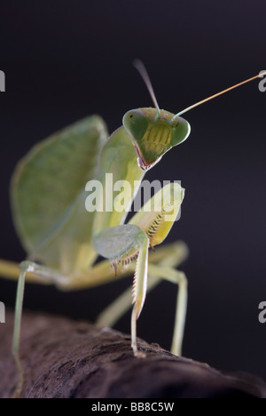 Praying Mantis against a dark background Stock Photo