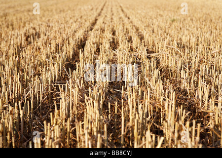 Mowed wheatfield Stock Photo