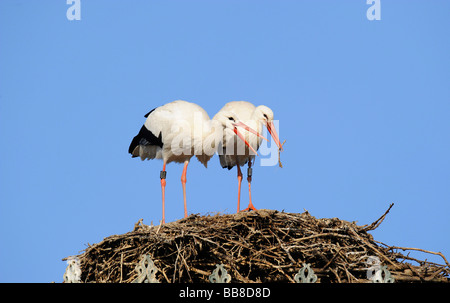 White Storks (Ciconia ciconia) in their nest, handing over nesting material, courtship Stock Photo