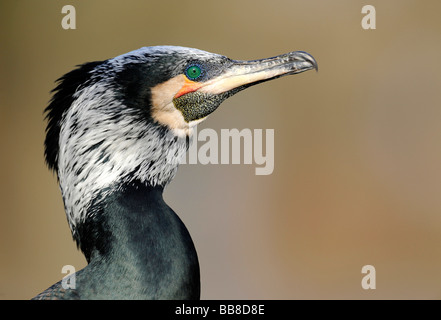 Great Cormorant (Phalacrocorax carbo), portrait Stock Photo