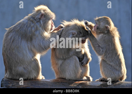 Japanese Macaques (Macaca fuscata) grooming each other Stock Photo