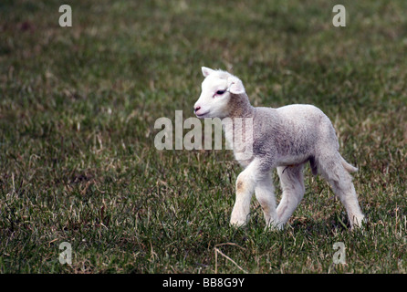 A solitary newborn Spring Lamb in a field Stock Photo