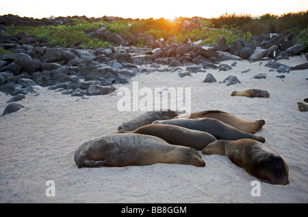 A group of Sea Lions lying on a sandy beach on Espanola Island in the Galapagos Islands, as the sun is setting behind them. Stock Photo
