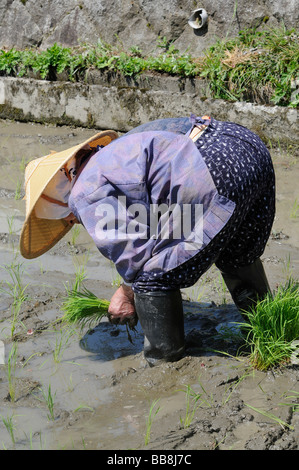 Female rice farmer wearing rice straw hat planting rice shoots by hand, Ohara, Japan, Asia Stock Photo