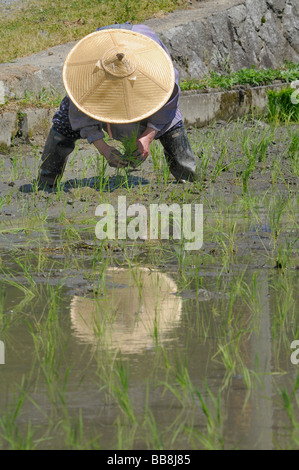 Female rice farmer wearing rice straw hat planting rice shoots by hand, Ohara, Japan, Asia Stock Photo