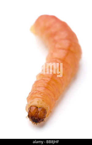 a common worm on white Stock Photo