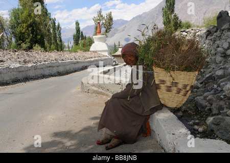 Old woman with a pannier coming from a field, a Buddhist Chorten at back, religious building, Nubra Valley, Ladakh, India, the  Stock Photo