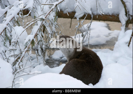 European Otter (Lutra lutra) in snow, open-air enclosure, Bavarian Forest National Park, Bavaria, Germany, Europe Stock Photo