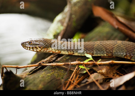 Close-up of Northern Water Snake (Nerodia sipedon) - Brevard, North Carolina Stock Photo