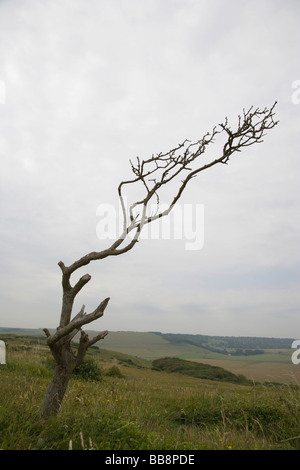 Tree at coast shaped by prevailing gales, Beachy Head, East Sussex, England, United Kingdom Stock Photo