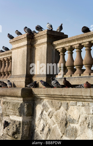 Doves on a railing in the historic centre of Zurich, Switzerland, Europe Stock Photo