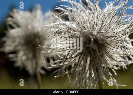 Alpenanemone (Pulsatilla alpina), infructescence Stock Photo