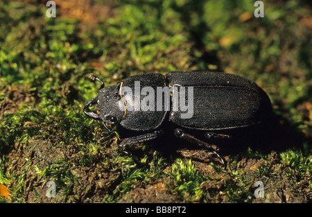 Lesser stag beetle (Dorcus parallelipipedus) Stock Photo
