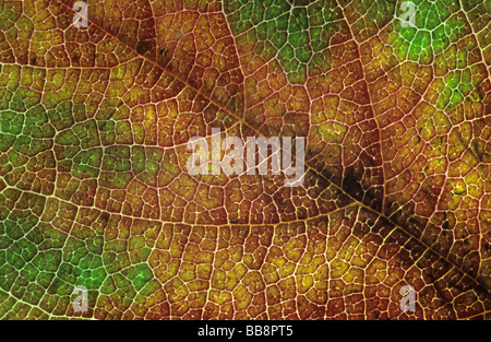 Autumn leaf Stock Photo
