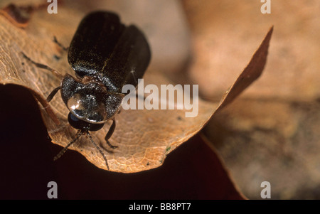 Large firefly, Large glowworm, Common glow-worm, (Lampyris noctiluca), male Stock Photo