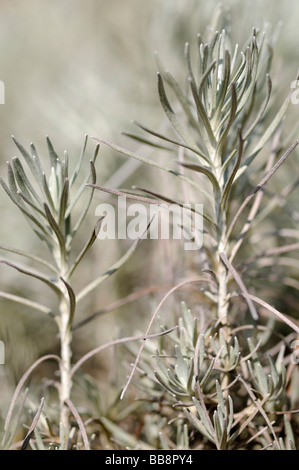 Curry plant or curry shrub (Helichrysum italicum) Stock Photo