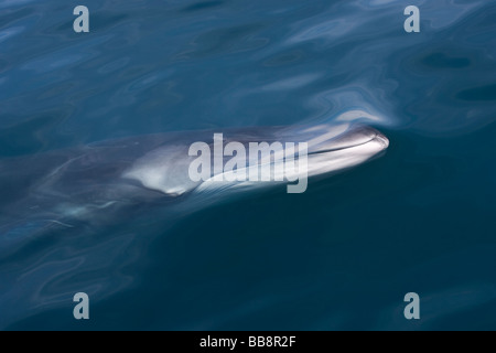 Fin Whale Balaenoptera physalus Finnwal calf head with asymmetrical coloration Sea of Cortez Baja California Mexico Stock Photo
