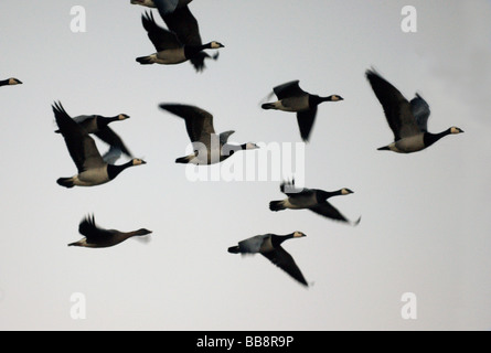 Wildfowl;Geese; Barnacle Geese with a Pink-footed Goose in flight. Stock Photo