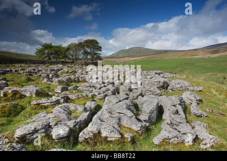 Distant view of Pen-Y-Ghent Hill with Limestone pavement in the foreground at Upper Hesleden  Ribblesdale Yorkshire Dales UK Stock Photo