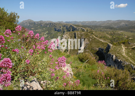 Red Valerian, Centranthus ruber, growing wild on the Sierra del la Forada, Alicante Province, Comunidad Valenciana, Spain Stock Photo