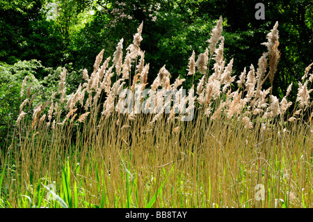 Common Reeds, Fowlmere RSPB reserve Cambridgeshire England Uk Stock Photo