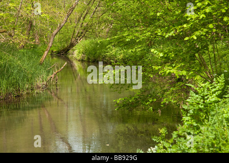 River Pang along the Hogmoor nature trail walk near Tidmarsh Berkshire Uk Stock Photo