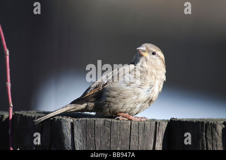 Female House Sparrow Passer domesticus sitting on a fence Stock Photo