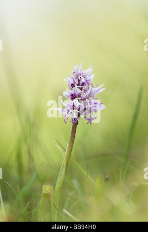 Orchis Simia. Monkey Orchid flowering in the English countryside. Hartslock nature reserve, Goring on thames, Oxfordshire, England Stock Photo