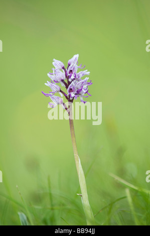 Orchis Simia. Monkey Orchid flowering in the English countryside. Hartslock nature reserve, Goring on thames, Oxfordshire, England Stock Photo