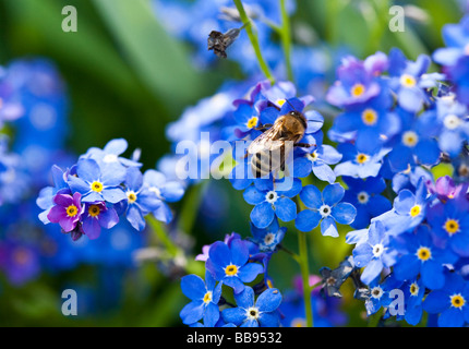 Bee on a blue garden flower Stock Photo