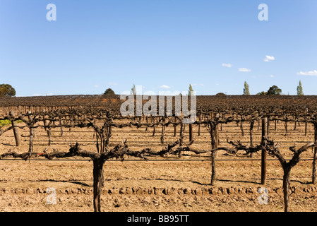 Vineyard in the Barossa Valley, South Australia, AUSTRALIA Stock Photo