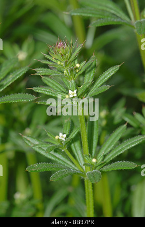 Cleavers in flower Stock Photo