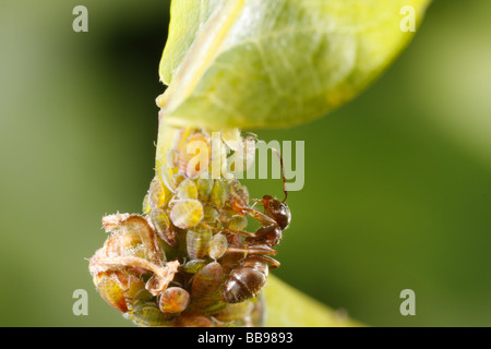 Ant milking aphids. The ant is Lasius niger, a black garden ant. Stock Photo