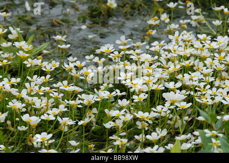 A mass of Water Crowfoot in a stream Stock Photo