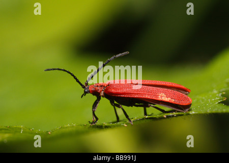 Dictyoptera aurora, a net-winged beetle Stock Photo
