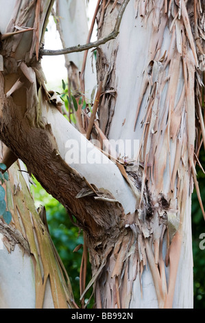 Urn Gum Trunk Eucalyptus Urnigera Eucalyptus Trees Shed Their Bark As They Mature Stock Photo