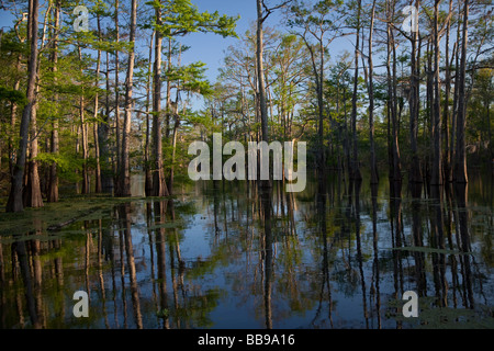 Bayou Sorrel Louisiana A cypress tupelo forest in the Atchafalaya River Basin Stock Photo