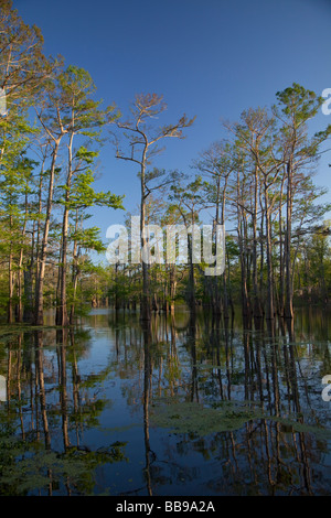 Bayou Sorrel Louisiana A cypress tupelo forest in the Atchafalaya River Basin Stock Photo