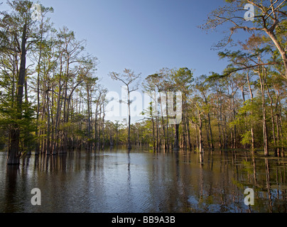 Bayou Sorrel Louisiana A cypress tupelo forest in the Atchafalaya River Basin Stock Photo