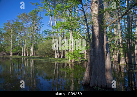 Bayou Sorrel Louisiana A cypress tupelo forest in the Atchafalaya River Basin Stock Photo