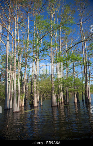 Bayou Sorrel Louisiana A cypress tupelo forest in the Atchafalaya River Basin Stock Photo