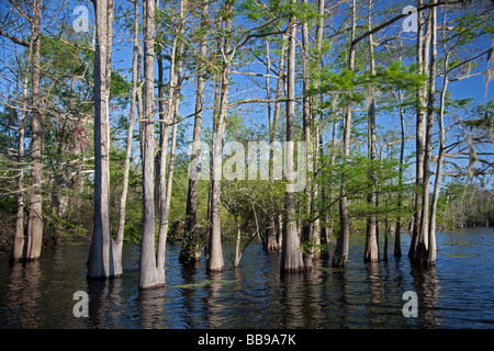 Bayou Sorrel Louisiana A cypress tupelo forest in the Atchafalaya River ...