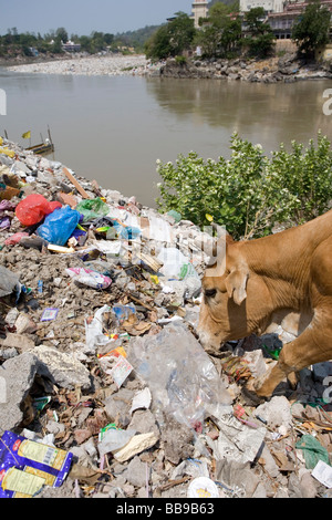 Cow eating garbage. Ganges river. Rishikesh. Uttarakhand. India Stock Photo